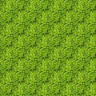 green plant texture