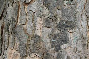 Tree Bark Log