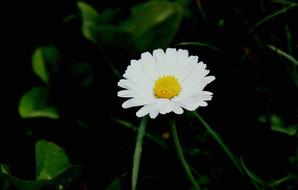 white chamomile in the field