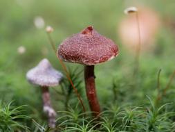 forest raw mushrooms in the grass