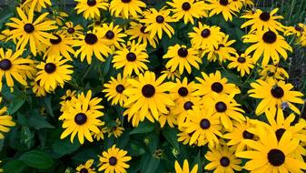 photo of Yellow Flowers in Nature