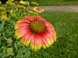a beautiful flower bud on the stem