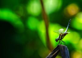 Dragonfly Insect Branch