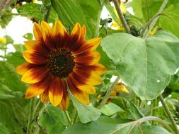 a flower in the garden in