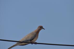 Mourning Dove Columbidae Brown