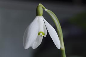 Flower Snowdrop Spring