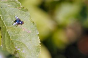 Fly Leaf