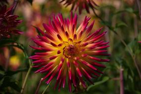 Flower Nature Beautiful