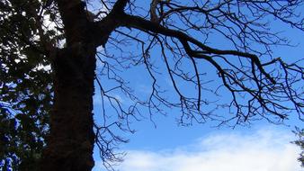 forest Tree silhouette