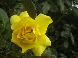 Flowers Garden Close Up