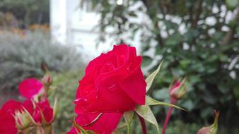 Rose Red Colour