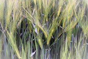spikelet green in the field