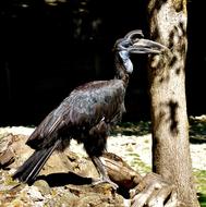 Ground-Hornbill Bird Feather