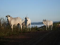 Cows Country Side White