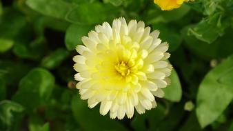 Wildflower Spiritual Nature