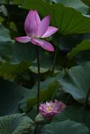Flower Lotus