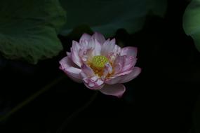 Flower Lotus