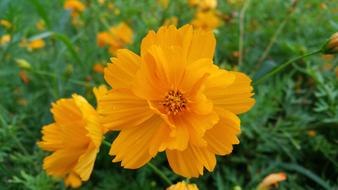 Orange Flowers Yellow