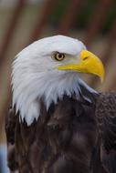 Wild Eagle Bird closeup portrait