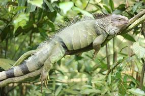 Iguana Reptile Lizard