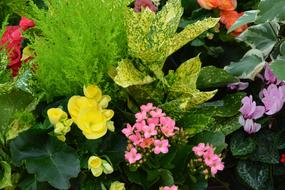 Plant Floral Composition