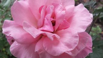 Rose Flower Pink Queen Of