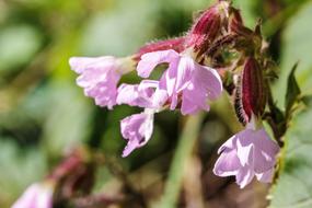 Flower Summer Nature