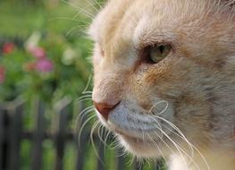 redhead Cat Mustache