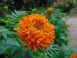 Flower Orange Yellow