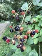 big berries in the foliage