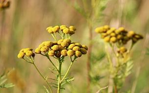 Tansy Wild Flower Tanacetum