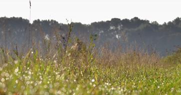 view of a field with grass