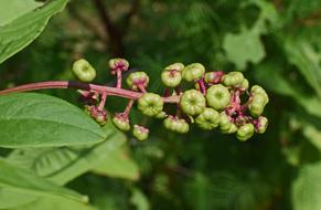 Pokeweed Berries Ripening in nature