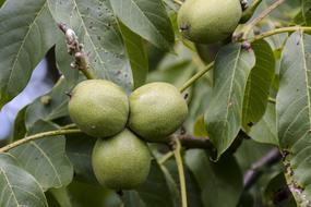 Plant Tree Walnut