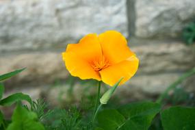 little yellow flower