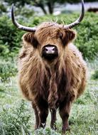 Desirable Scottish Hochlandrind