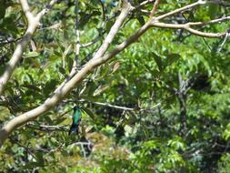 Hummingbird Forest Wildlife