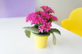 homemade pink flower in a pot