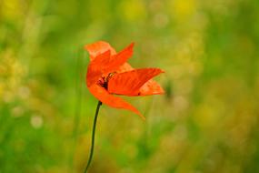 Spring Meadow Flower