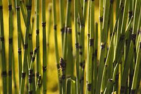 Green Plants Field