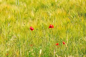 Poppies in a green field