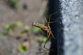 Natural Insect macro view