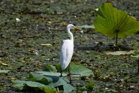 Animal Pond Waterside