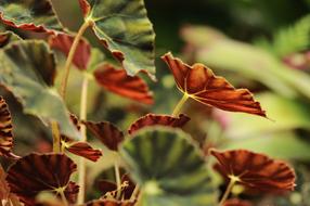 Plants Green Environment