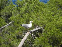 Gull L Animal Bird Maritime