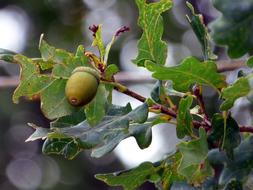 Forest Oak Tree in forest