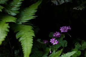 purple Plants Blossom at dark