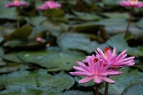 Plant Blossom