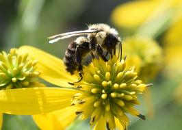macro view of Bumblebee Pollen