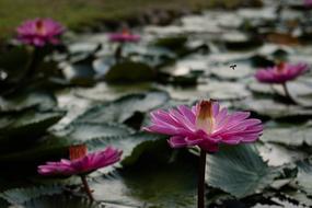 pink flowers blooming in the garden